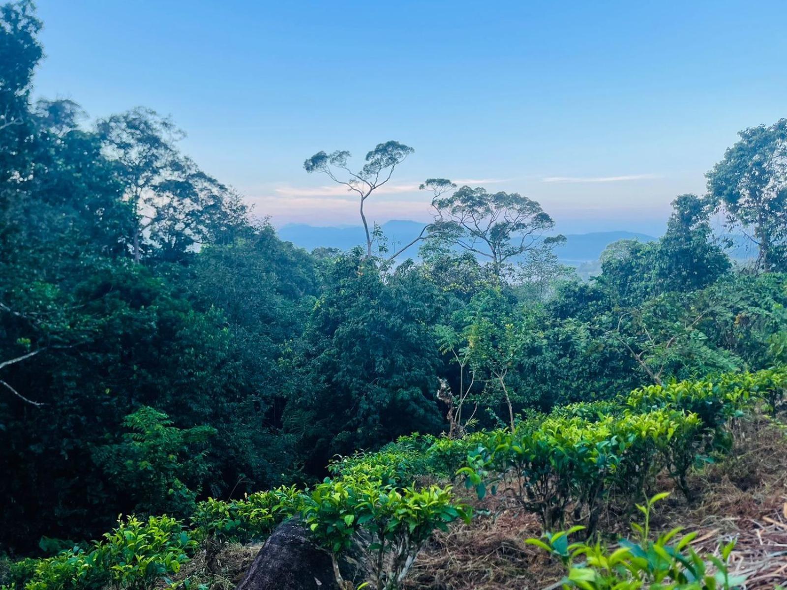 Palabaddala Tea And Eco Lodge Ratnapura Eksteriør billede
